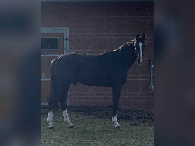 Westfaliano Caballo castrado 3 años 170 cm Negro in Westerkappeln