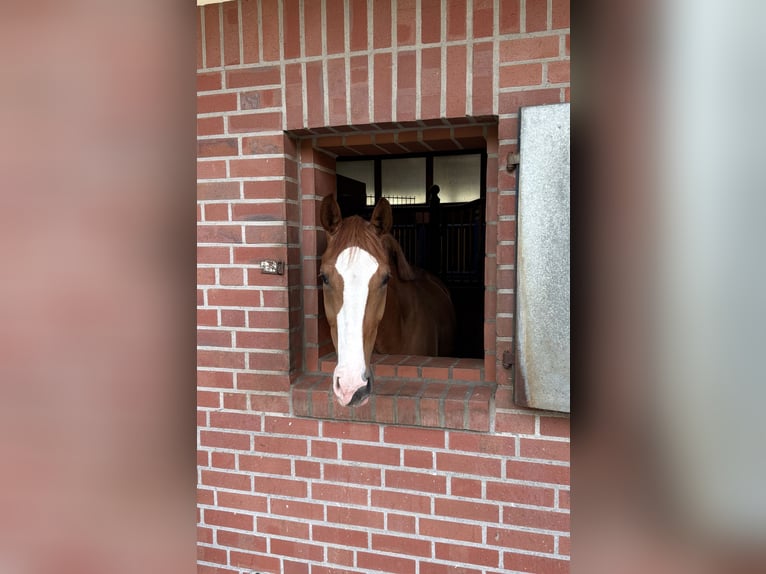 Westfaliano Caballo castrado 3 años 171 cm Alazán in Salzbergen