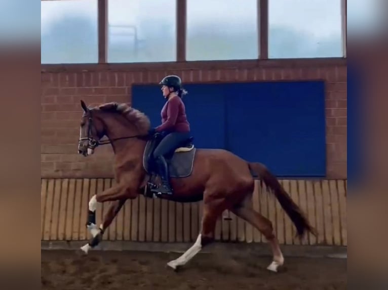 Westfaliano Caballo castrado 3 años 171 cm Alazán in Salzbergen