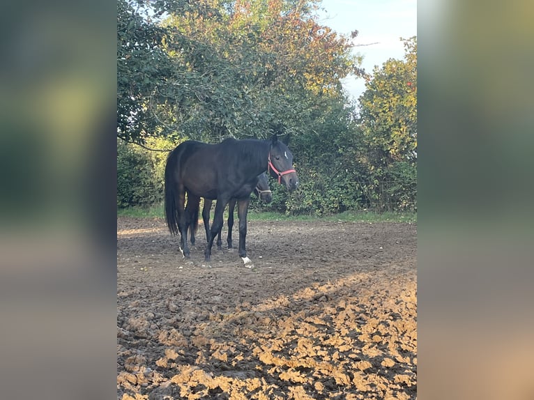 Westfaliano Caballo castrado 3 años 172 cm Castaño oscuro in Osburg