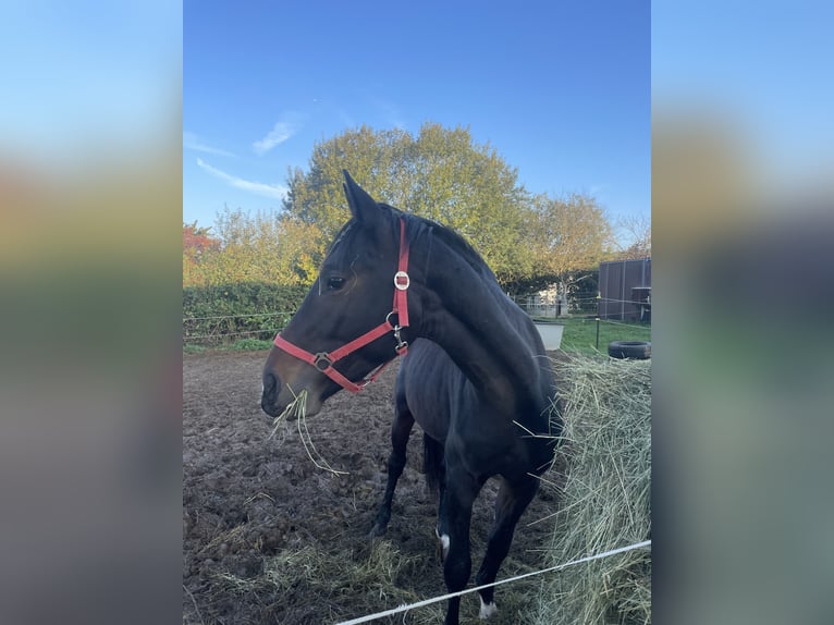 Westfaliano Caballo castrado 3 años 172 cm Castaño oscuro in Osburg