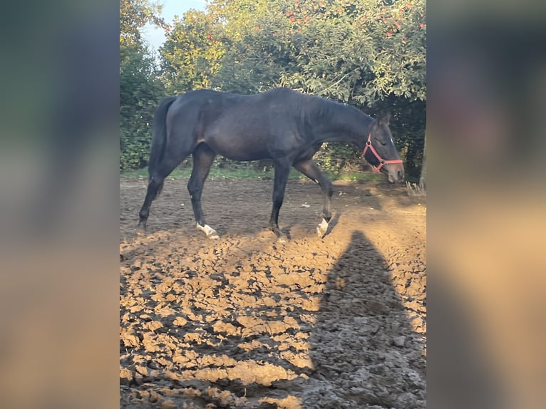 Westfaliano Caballo castrado 3 años 172 cm Castaño oscuro in Osburg