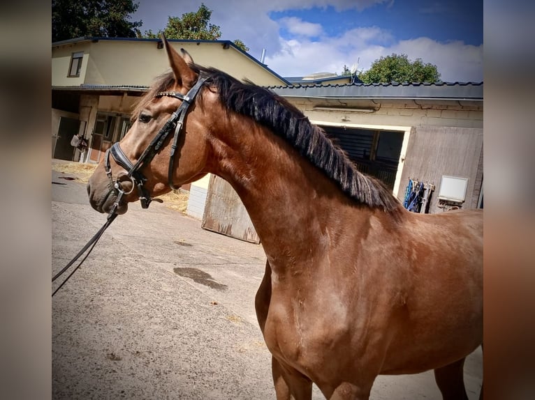 Westfaliano Caballo castrado 3 años 172 cm Castaño rojizo in Remagen