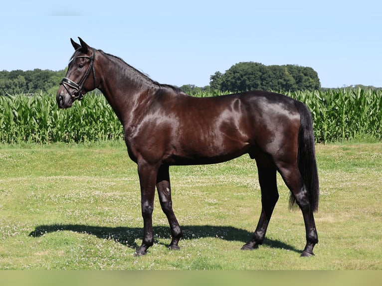Westfaliano Caballo castrado 3 años 172 cm Negro in Haftenkamp