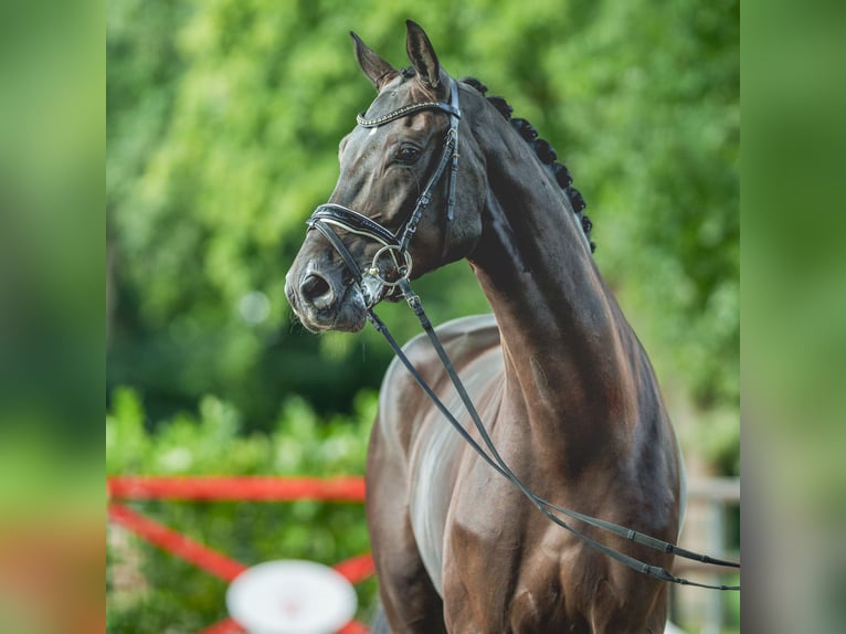 Westfaliano Caballo castrado 3 años 172 cm Negro in Münster