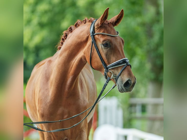 Westfaliano Caballo castrado 3 años 173 cm Alazán in Münster