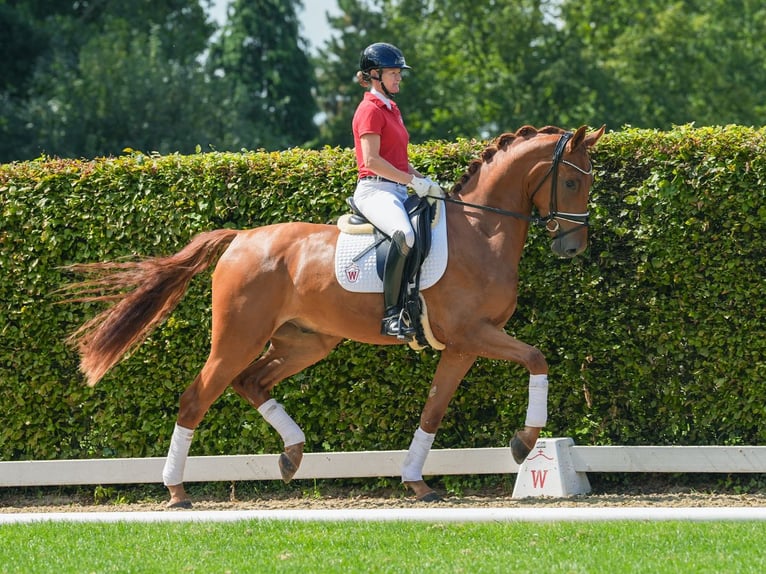 Westfaliano Caballo castrado 3 años 173 cm Alazán in Münster