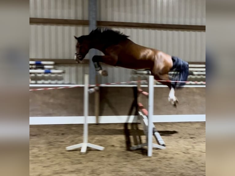 Westfaliano Caballo castrado 3 años 173 cm Castaño in Lingen