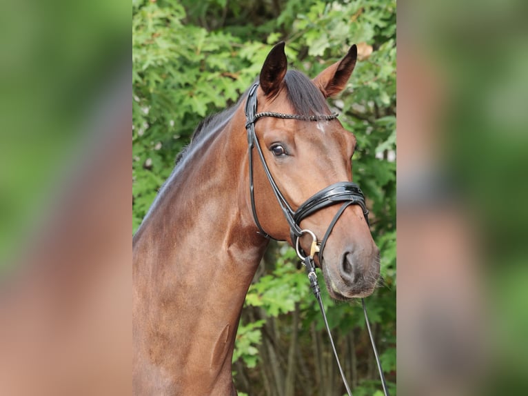 Westfaliano Caballo castrado 3 años 173 cm Castaño oscuro in Tecklenburg