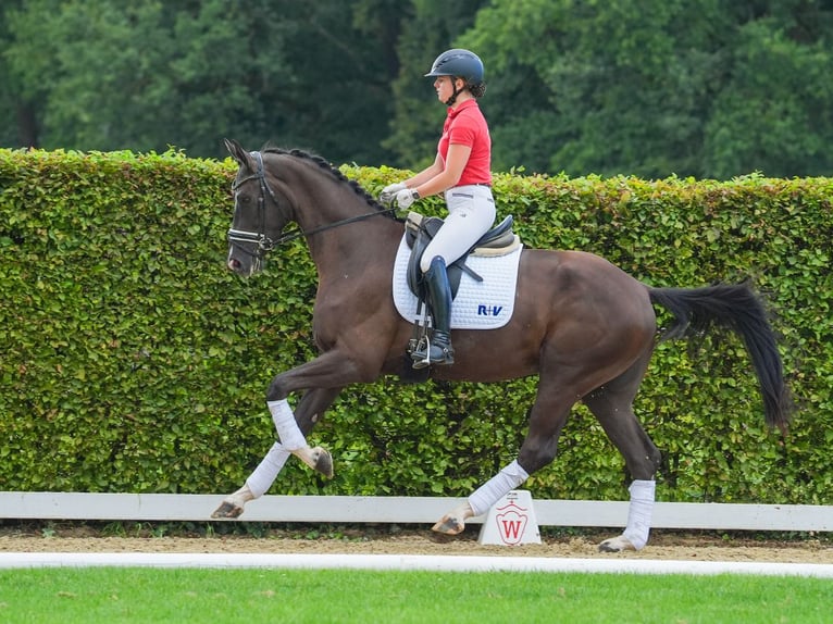 Westfaliano Caballo castrado 3 años 173 cm Negro in Münster