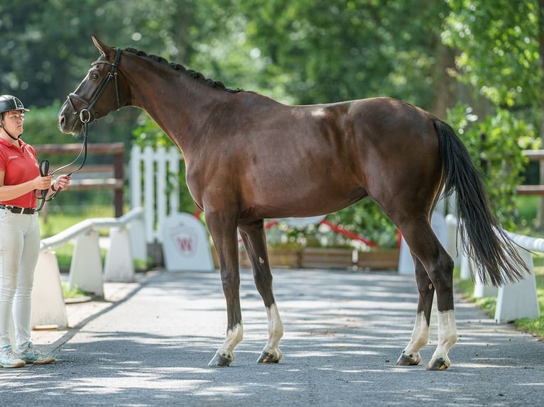 Westfaliano Caballo castrado 3 años 173 cm Negro in Münster