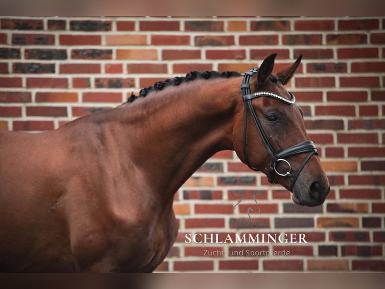 Westfaliano Caballo castrado 3 años 174 cm Castaño in Rhede