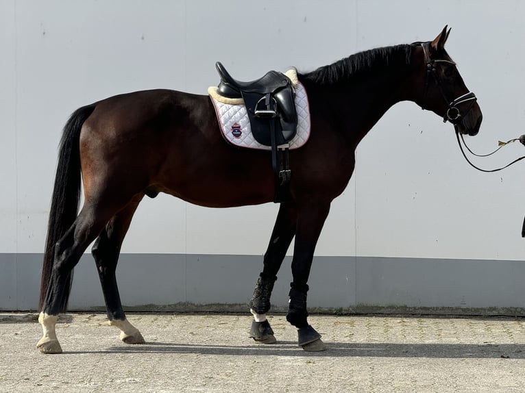 Westfaliano Caballo castrado 3 años 174 cm Castaño oscuro in Vettweiß