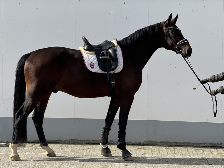 Westfaliano Caballo castrado 3 años 174 cm Castaño oscuro in Vettweiß