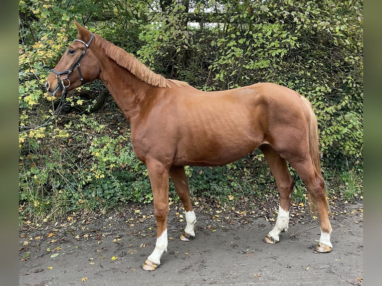 Westfaliano Caballo castrado 3 años 175 cm Alazán in Oberhausen