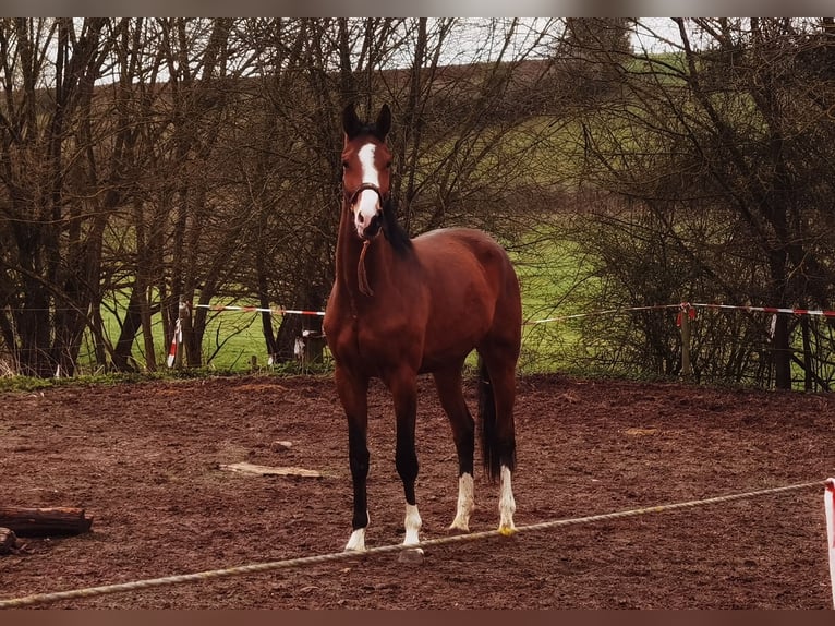 Westfaliano Caballo castrado 3 años 175 cm Castaño in Frankenberg (Eder)