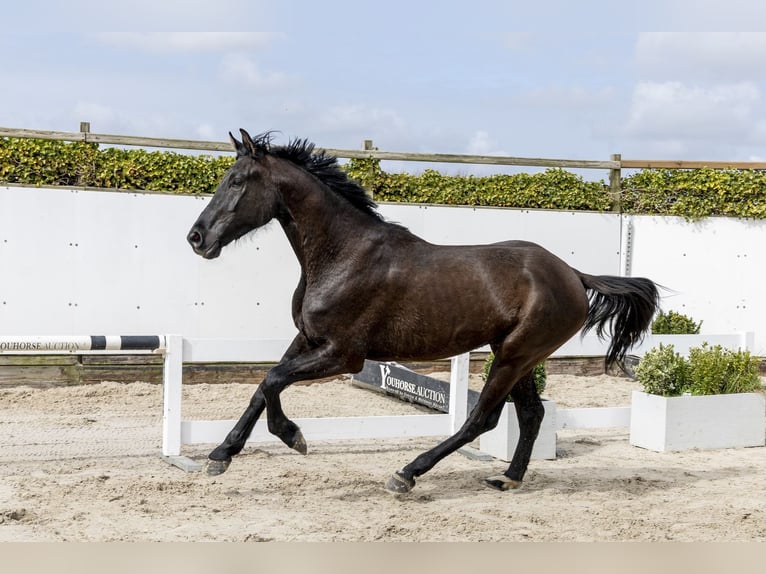 Westfaliano Caballo castrado 3 años 175 cm Castaño oscuro in Waddinxveen