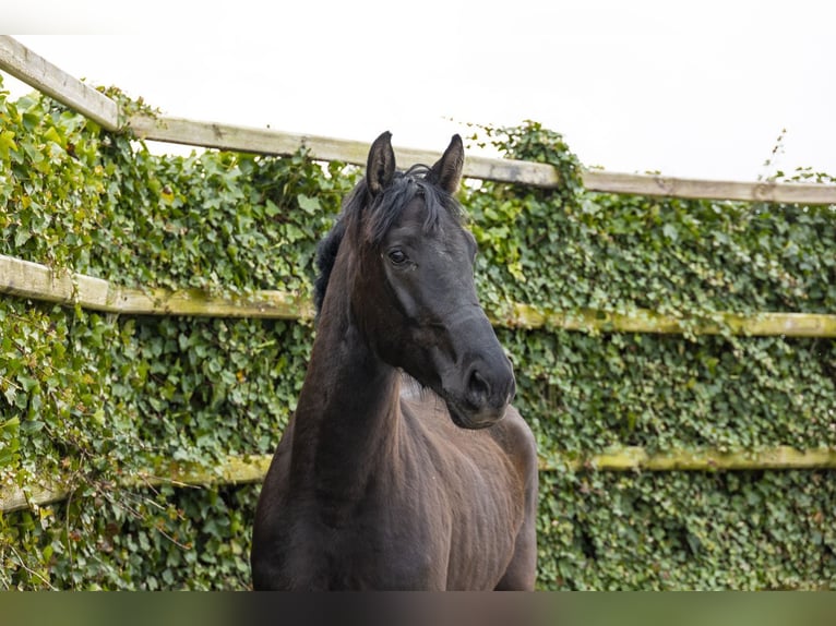 Westfaliano Caballo castrado 3 años 175 cm Castaño oscuro in Waddinxveen