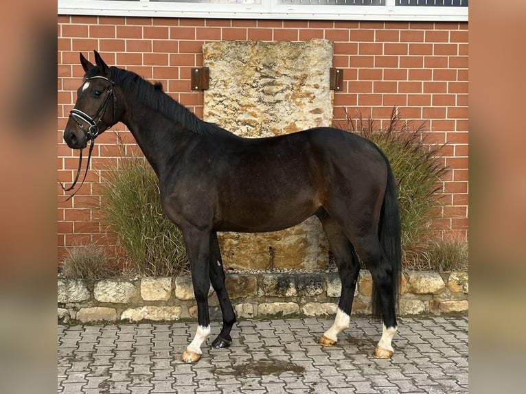 Westfaliano Caballo castrado 3 años 177 cm Castaño oscuro in Porta Westfalica