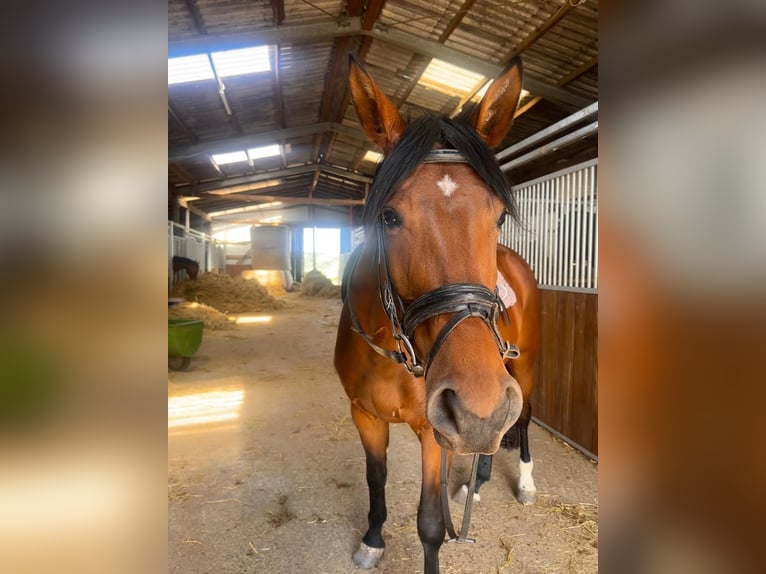 Westfaliano Caballo castrado 3 años in Windesheim