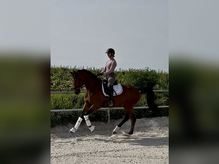 Westfaliano Caballo castrado 3 años in Windesheim