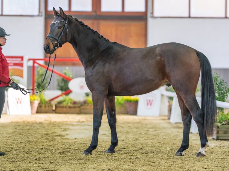 Westfaliano Caballo castrado 3 años Castaño in Münster-Handorf