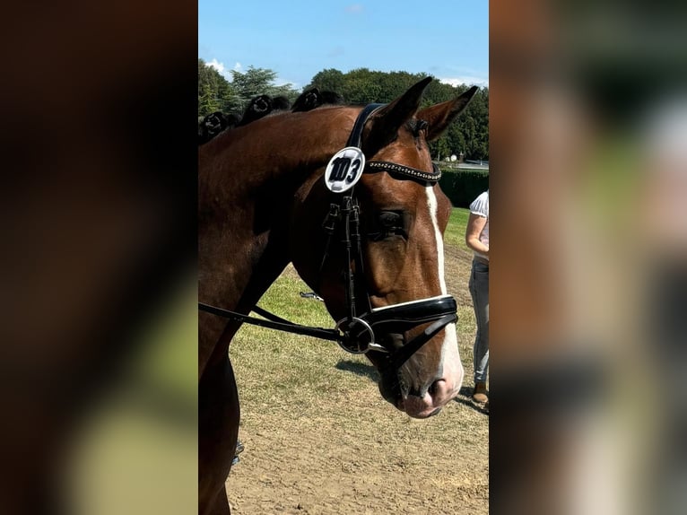 Westfaliano Caballo castrado 3 años Castaño in Salzbergen