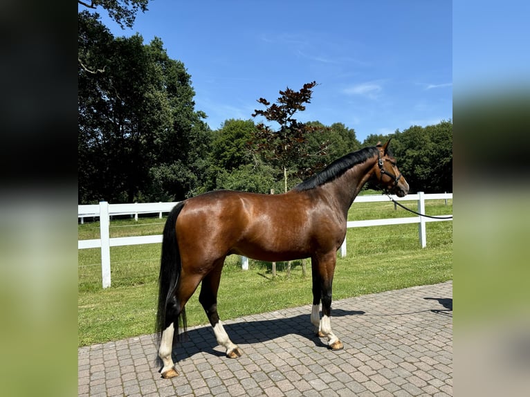 Westfaliano Caballo castrado 3 años Castaño in Salzbergen