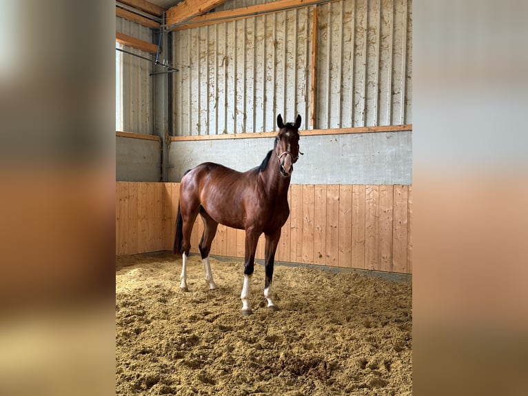 Westfaliano Caballo castrado 3 años Castaño in Weilerswist