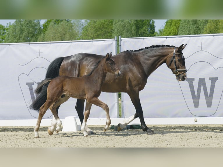 Westfaliano Caballo castrado 3 años Castaño oscuro in Hamm