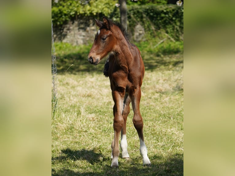 Westfaliano Caballo castrado 3 años Castaño oscuro in Hamm