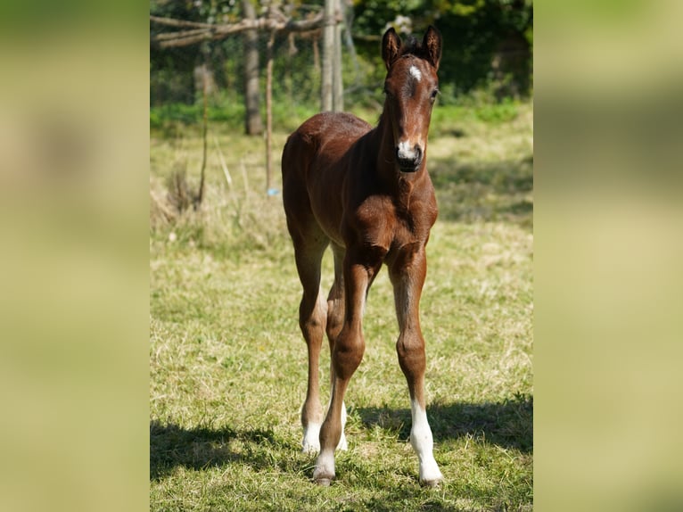 Westfaliano Caballo castrado 3 años Castaño oscuro in Hamm