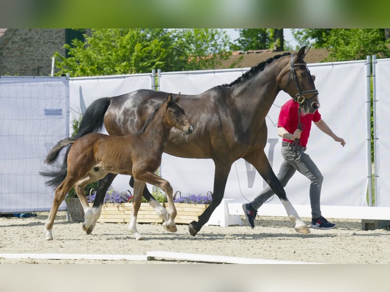 Westfaliano Caballo castrado 3 años Castaño oscuro in Hamm