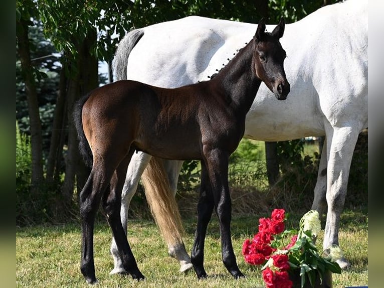 Westfaliano Caballo castrado 3 años Tordillo negro in Reichenwalde