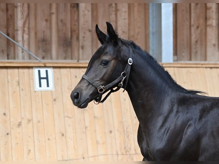 Westfaliano Caballo castrado 3 años Tordillo negro in Reichenwalde