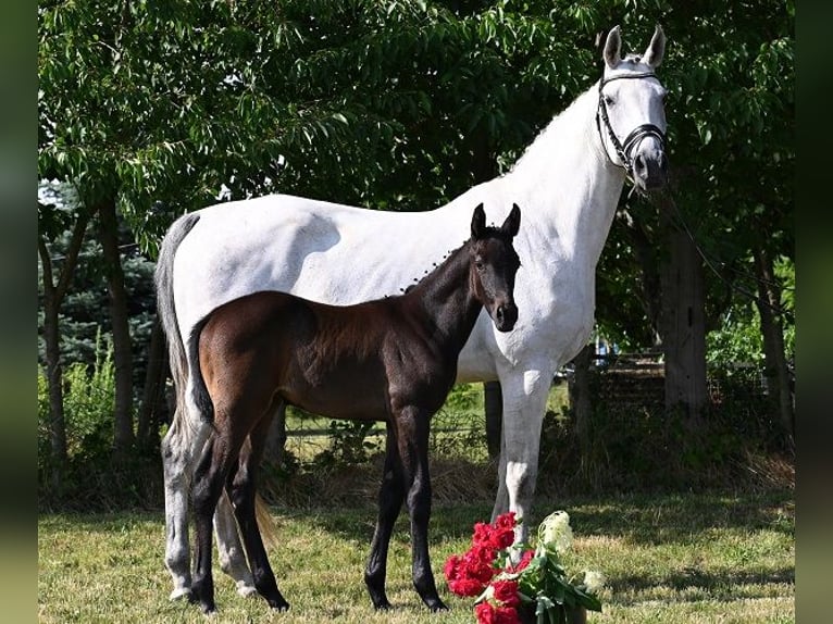 Westfaliano Caballo castrado 3 años Tordillo negro in Reichenwalde