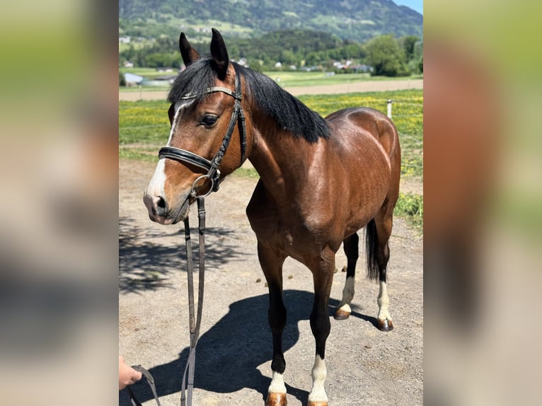 Westfaliano Caballo castrado 4 años 138 cm Castaño in Schlins