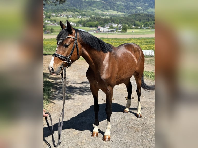 Westfaliano Caballo castrado 4 años 138 cm Castaño in Schlins