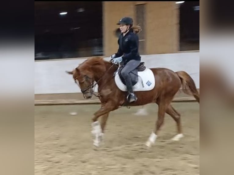 Westfaliano Caballo castrado 4 años 154 cm Alazán in Bergisch Gladbach