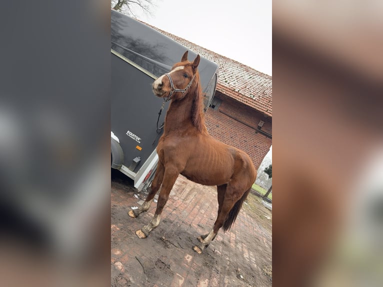 Westfaliano Caballo castrado 4 años 158 cm Alazán in Borstel