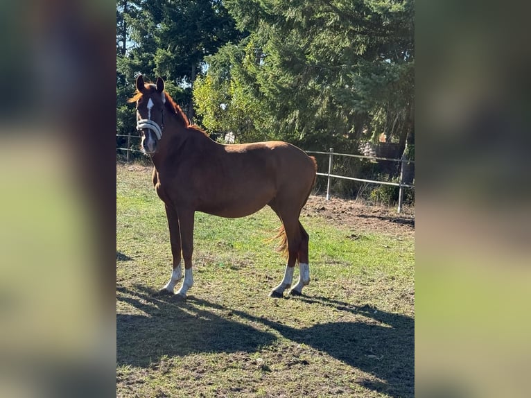 Westfaliano Caballo castrado 4 años 158 cm Alazán in Borstel