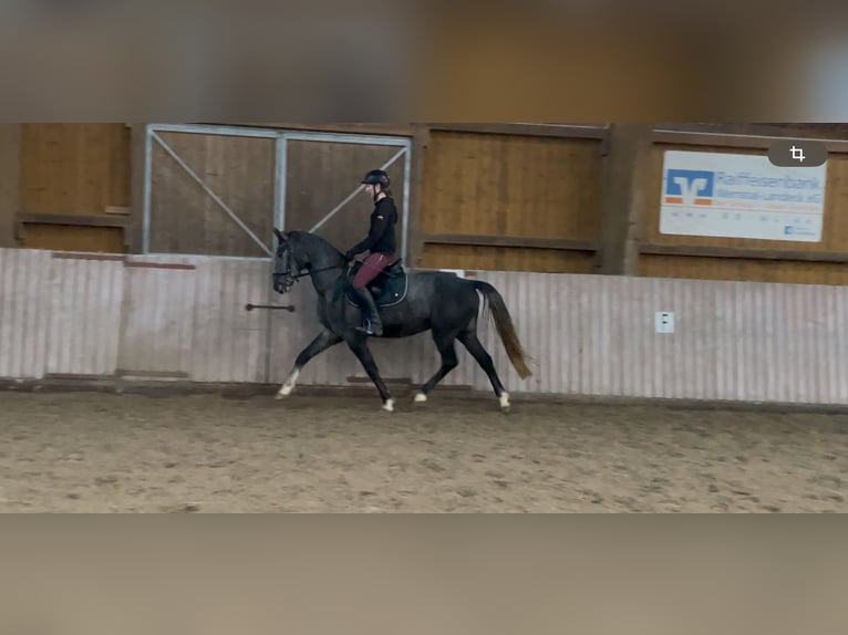 Westfaliano Caballo castrado 4 años 158 cm Tordo in Schenklengsfeld