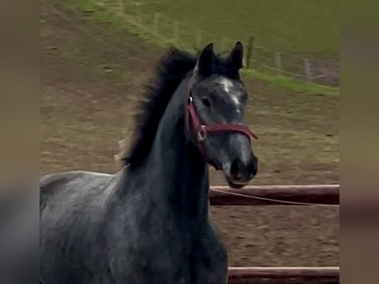 Westfaliano Caballo castrado 4 años 158 cm Tordo in Schenklengsfeld