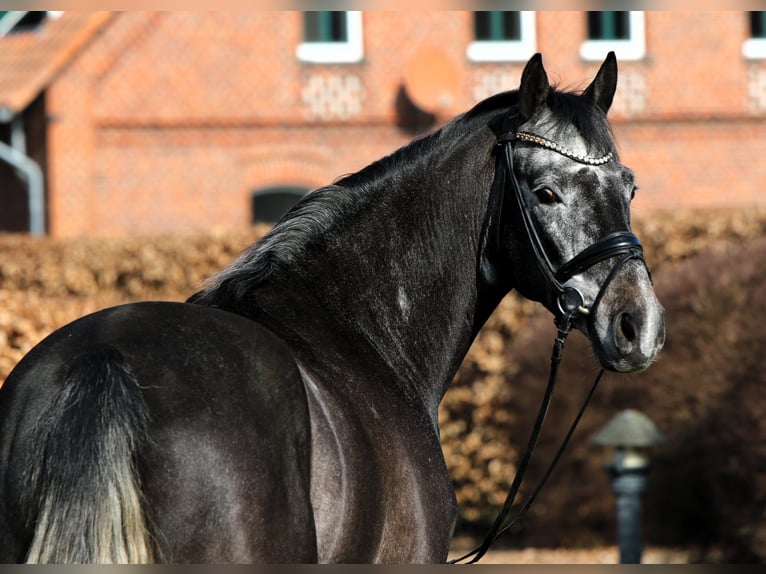 Westfaliano Caballo castrado 4 años 159 cm Tordillo negro in Rehburg-Loccum M&#xFC;nchehagen