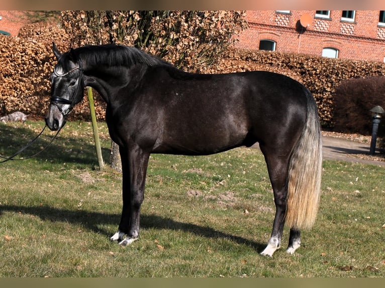 Westfaliano Caballo castrado 4 años 159 cm Tordillo negro in Rehburg-Loccum M&#xFC;nchehagen