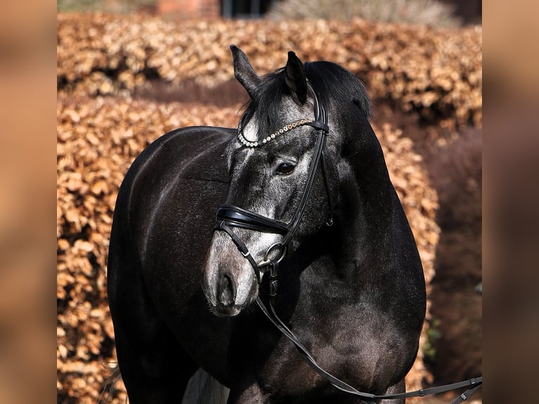 Westfaliano Caballo castrado 4 años 159 cm Tordillo negro in Rehburg-Loccum M&#xFC;nchehagen