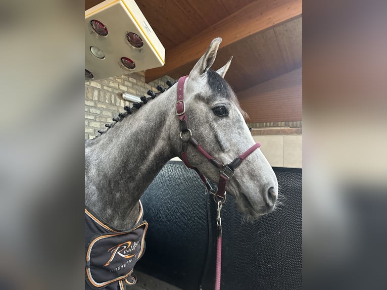 Westfaliano Caballo castrado 4 años 159 cm Tordo rodado in Lohmar