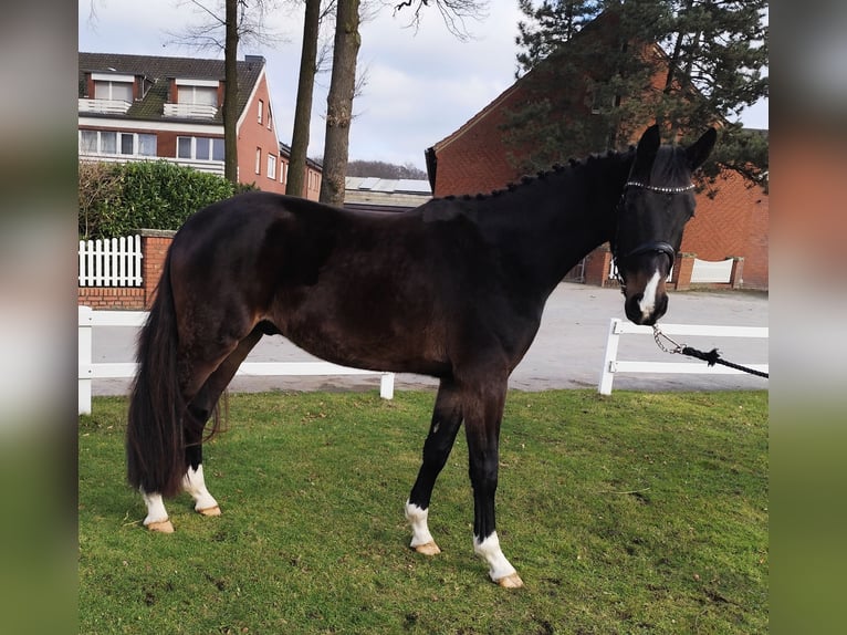 Westfaliano Caballo castrado 4 años 160 cm Castaño oscuro in Bad Laer