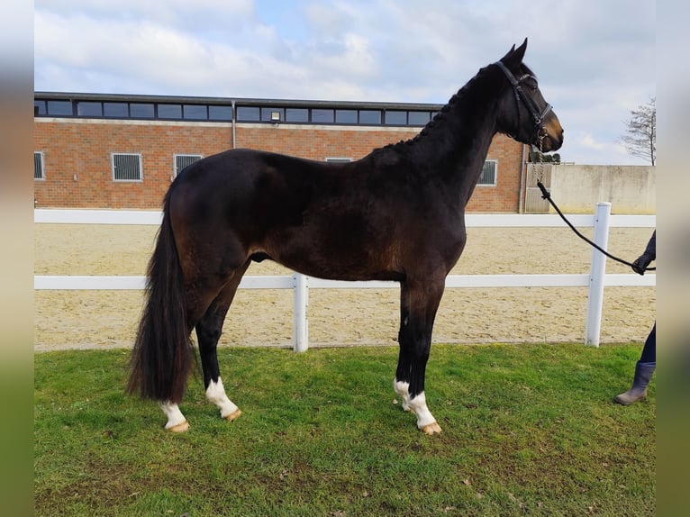 Westfaliano Caballo castrado 4 años 160 cm Castaño oscuro in Bad Laer