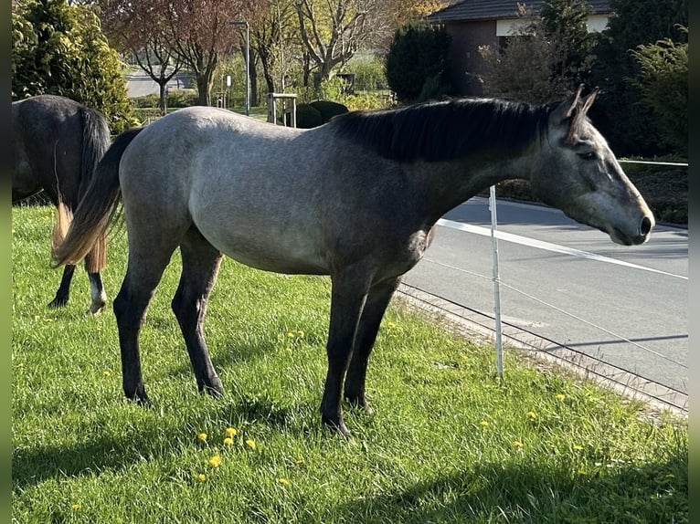 Westfaliano Caballo castrado 4 años 160 cm Musgo in Borgentreich